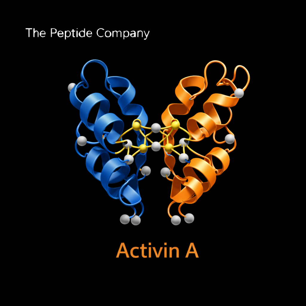 3D ribbon structure of Activin A protein showing two folded peptide chains in blue and orange on a black background with the label “Activin A” and The Peptide Company branding.
